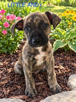 Little Andy -  Pit Bull Terrier Dog for Adoption in Jefferson Hills, Pennsylvania - Little Andy | PetCurious