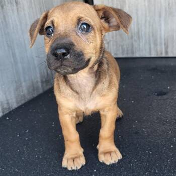 MABLE -  Shepherd and Mixed Breed Dog for Adoption in San Antonio, Texas - MABLE | PetCurious
