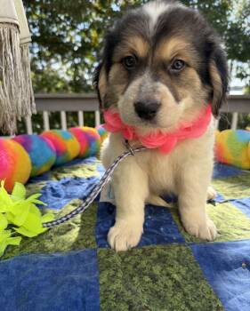 Jolene -  Australian Shepherd and Beagle Dog for Adoption - Jolene | PetCurious