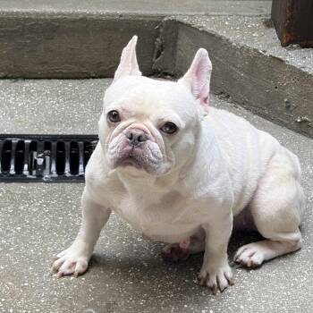 Sweet Jenny 9263 -  French Bulldog Dog for Adoption in Loxahatchee Groves, Florida - Sweet Jenny 9263 | PetCurious