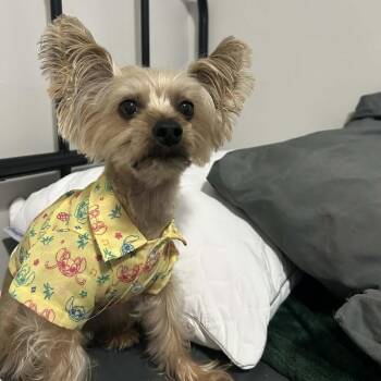 Tino -  Yorkshire Terrier Dog for Adoption in Woodstock, Ontario - Tino | PetCurious