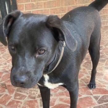 Jake -  Mixed Breed Dog for Adoption in Chelmsford, Massachusetts - Jake | PetCurious