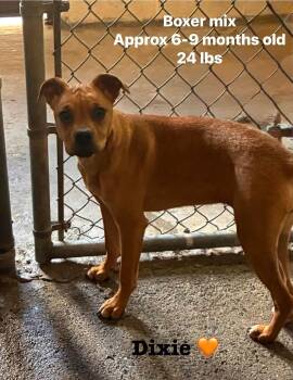 Boxer Dogs Available for Adoption in Seth, West Virginia - Dixie  | PetCurious