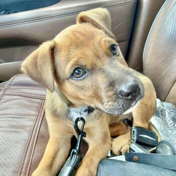 Rousse -  Fox Terrier and Terrier Dog for Adoption in Austin, Texas - Rousse | PetCurious