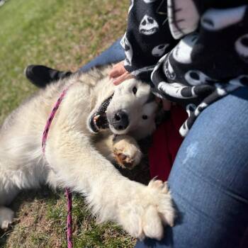 Balto -  Alaskan Malamute Dog for Adoption in York, Pennsylvania - Balto | PetCurious