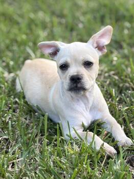 Teela -  Rat Terrier and French Bulldog Dog for Adoption in Alvin, Texas - Teela | PetCurious
