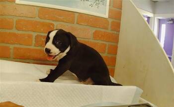 ZAC -  Staffordshire Bull Terrier and Mixed Breed Dog for Adoption in Houston, Texas - ZAC | PetCurious