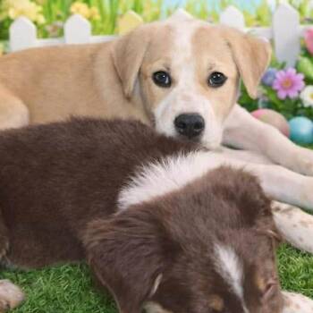 Labrador Retriever and Australian Shepherd Dogs Available for Adoption - Spidey | PetCurious
