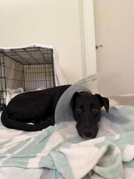 Black Labrador Retriever Dogs Available for Adoption in Manhattan Beach, California - July | PetCurious