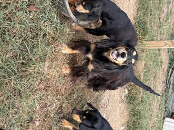 Rescue Cocker Spaniel Dogs for Adoption in Myrtle, Mississippi - Prince | PetCurious