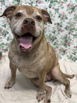 261289  Dagmar -  English Bulldog Dog for Adoption in Wetumpka, Alabama - 261289  Dagmar | PetCurious