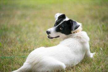 Dolly Barkton (26-150 D) -  Mixed Breed Dog for Adoption in Lansing, Michigan - Dolly Barkton (26-150 D) | PetCurious