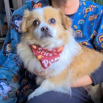 Amico -  Mixed Breed Dog for Adoption in Woolwich, Maine - Amico | PetCurious