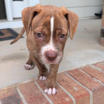 Spud -  Shepherd and Pit Bull Terrier Dog for Adoption in Rock Hill, South Carolina - Spud | PetCurious