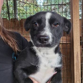 Rescue Terrier and Mixed Breed Dogs for Adoption in Williston, Florida - Mr Darcy | PetCurious