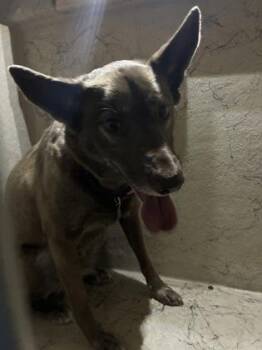 Tesla -  Husky and Cattle Dog Dog for Adoption in Gainesville, Florida - Tesla | PetCurious