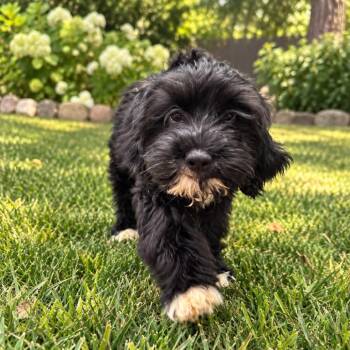 Marcy -  Poodle and Labrador Retriever Dog for Adoption in Overland Park, Kansas - Marcy | PetCurious