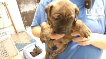 CHILI -  Labrador Retriever and Pit Bull Terrier Dog for Adoption in Tulsa, Oklahoma - CHILI | PetCurious