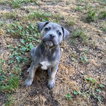 Mixed Breed Dogs Available for Adoption in Fredericksburg, Virginia - Sonny | PetCurious
