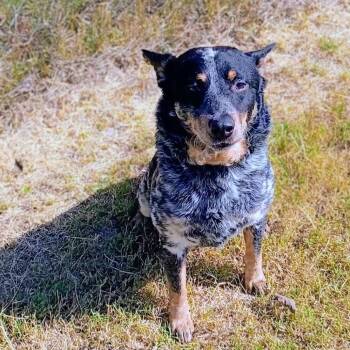 Bandit D47286 -  Australian Cattle Dog Blue Heeler Dog for Adoption in Corsicana, Texas - Bandit D47286 | PetCurious