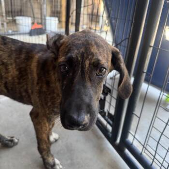 Brenda -  Hound Dog for Adoption in Birmingham, Alabama - Brenda | PetCurious