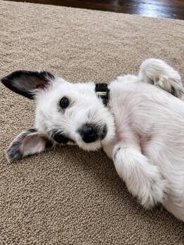 Gus -  West Highland White Terrier Westie Dog for Adoption in Oswego, Illinois - Gus | PetCurious