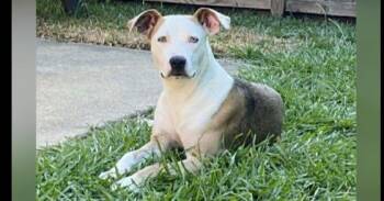 Rescue Staffordshire Bull Terrier Dogs for Adoption in Richmond, Texas - BONNIE | PetCurious