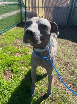 Pit Bull Terrier Dogs Available for Adoption in Bloomington, Indiana - Luca | PetCurious