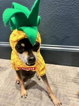 Gus -  Miniature Pinscher Dog for Adoption in Dallas, Texas - Gus | PetCurious