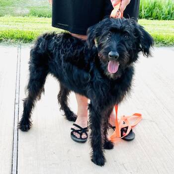 Baby Girl - A Playful and Outgoing Beauty -  Standard Poodle and Labradoodle Dog for Adoption in League City, Texas - Baby Girl - A Playful And Outgoing Beauty | PetCurious