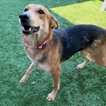 Shepherd Dogs Available for Adoption - Cashew | PetCurious