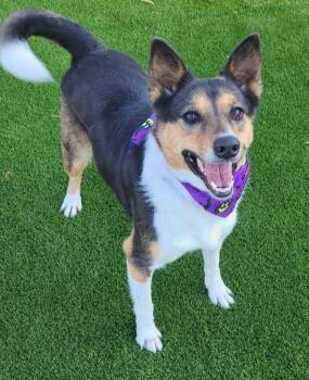 Rescue Australian Kelpie and Shepherd Dogs for Adoption in Dalton, Georgia - Wren | PetCurious