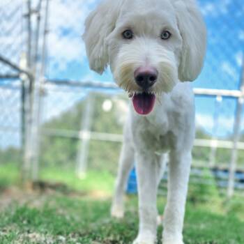 Nelly -  Aussiedoodle Dog for Adoption in Athens, Alabama - Nelly | PetCurious