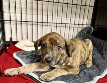 Bashful -  Cattle Dog and Mixed Breed Dog for Adoption in Picayune, Mississippi - Bashful | PetCurious