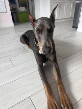 Hades -  Doberman Pinscher Dog for Adoption in Pompano Beach, Florida - Hades | PetCurious