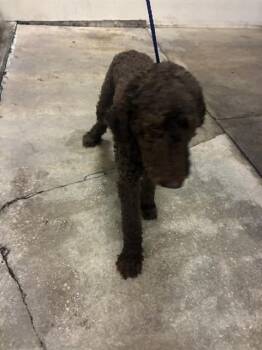 TORO -  Poodle Dog for Adoption in Doral, Florida - TORO | PetCurious
