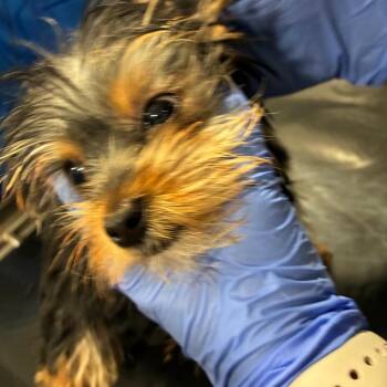 Metabo -  Yorkshire Terrier Dog for Adoption in Northbrook, Illinois - Metabo | PetCurious