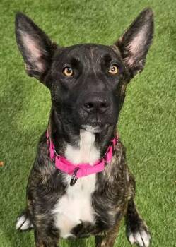 Mae Leigh -  Shepherd Dog for Adoption in Racine, Wisconsin - Mae Leigh | PetCurious