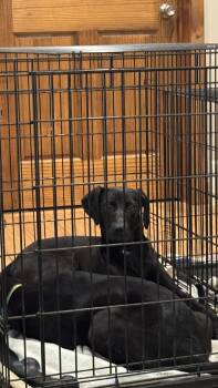 Rescue Weimaraner and Catahoula Leopard Dog Dogs for Adoption in Hoboken, New Jersey - Carl | PetCurious