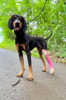 Bluetick Coonhound Dogs Available for Adoption in Waverly, Tennessee - VERA | PetCurious