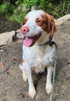 TN/Dottie -  Brittany Spaniel Dog for Adoption in Baldwinsville, New York - TN/Dottie | PetCurious