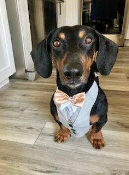 Marcus -  Dachshund Dog for Adoption in Los Angeles, California - Marcus | PetCurious