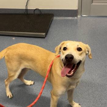Charles -  Mixed Breed Dog for Adoption in Saint Joseph, Missouri - Charles | PetCurious