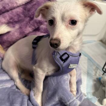 Mixed Breed Dogs Available for Adoption - Libby | PetCurious