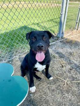 Rescue Pit Bull Terrier and Mixed Breed Dogs for Adoption in Pasadena, Texas - REXIE | PetCurious