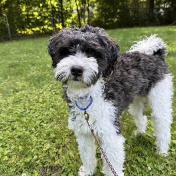 Ozzy -  Poodle and Shih Tzu Dog for Adoption in Pelham, New Hampshire - Ozzy | PetCurious
