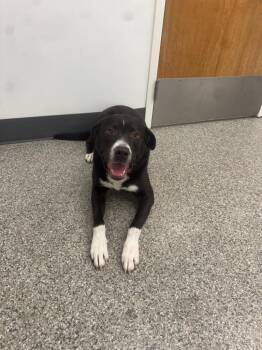 Hound Dogs Available for Adoption - Buck | PetCurious