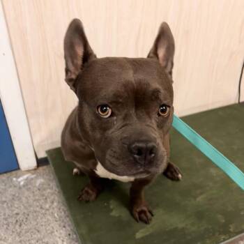 English Bulldog and Mixed Breed Dogs Available for Adoption in Chaska, Minnesota - Bonnabelle | PetCurious