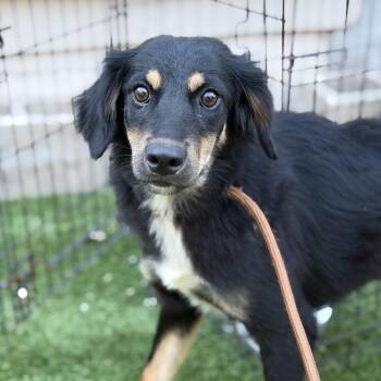 Dachshund and Australian Shepherd Dogs Available for Adoption in New Orleans, Louisiana - Bailey | PetCurious