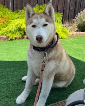 Rescue Siberian Husky Dogs for Adoption in Elk Grove, California - Bella | PetCurious